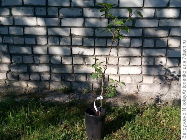 посевной материал