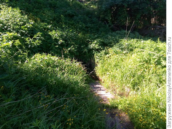 дорожка к роднику