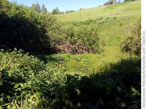 овраг, в зарослях родник