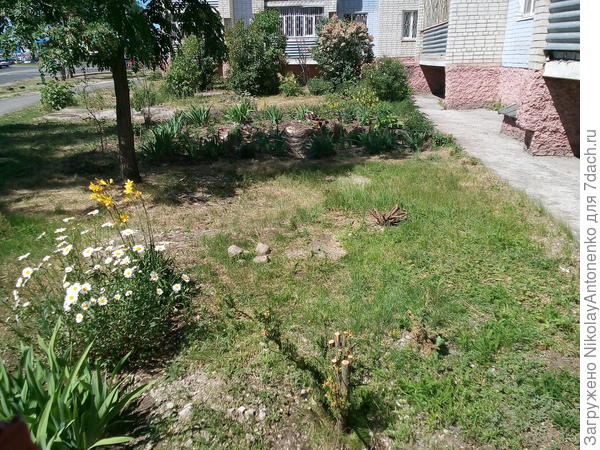 газон, примыкающая к дому территория