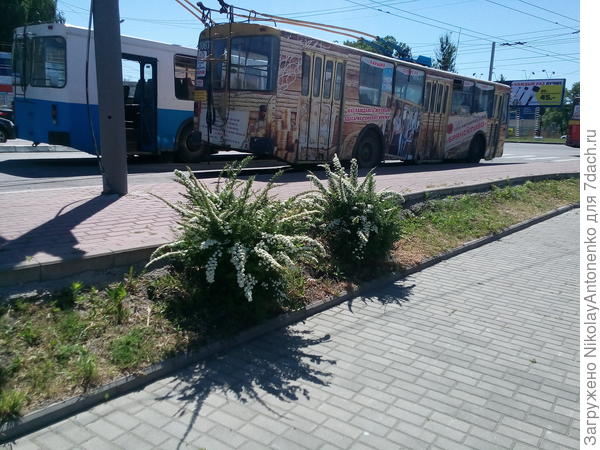 остановка общественного транспорта, кусты спмреи
