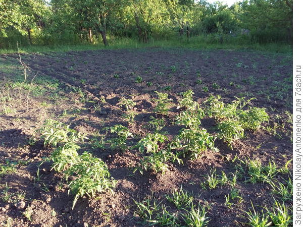 помидоры и окученная картошка, сорняки