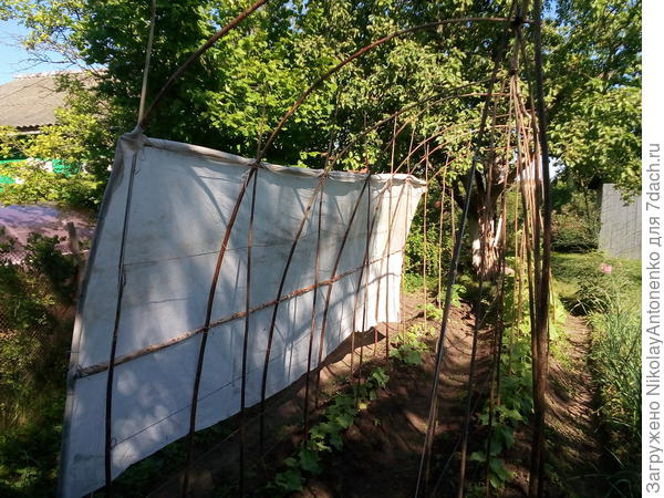 грядки с огурцами и тент