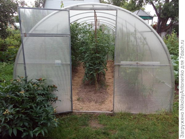 Общий вид, в центре сорт &quot;Малиновый Слон&quot;