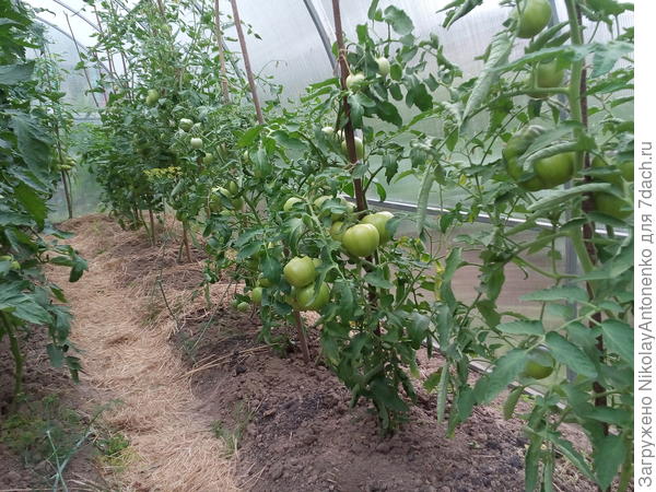 Обильные плоды помидоров сорта &quot;Полбиг&quot;