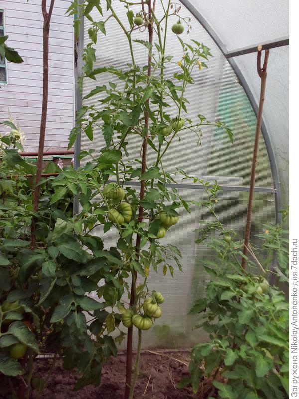 помидор &amp;quot;Женская Доля&amp;quot;