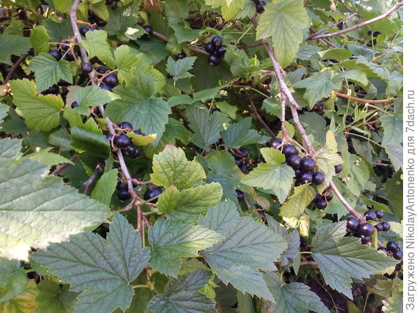 Чёрная смородина