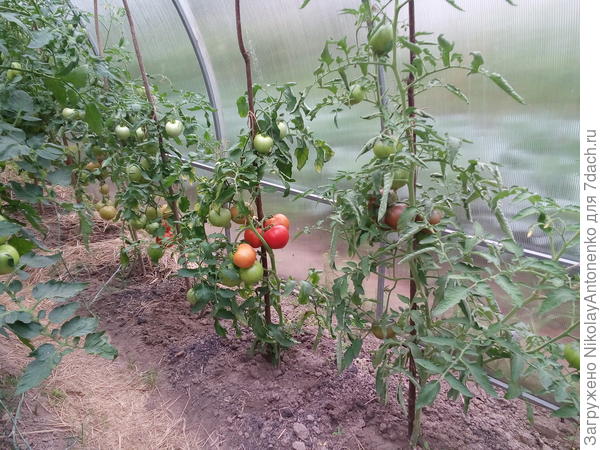 низкорослый, урожайный &quot;Полбиг&quot; и длинная, худосочная &quot;Сара Чёрная&quot;