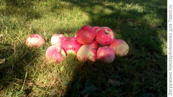 яблоки на траве