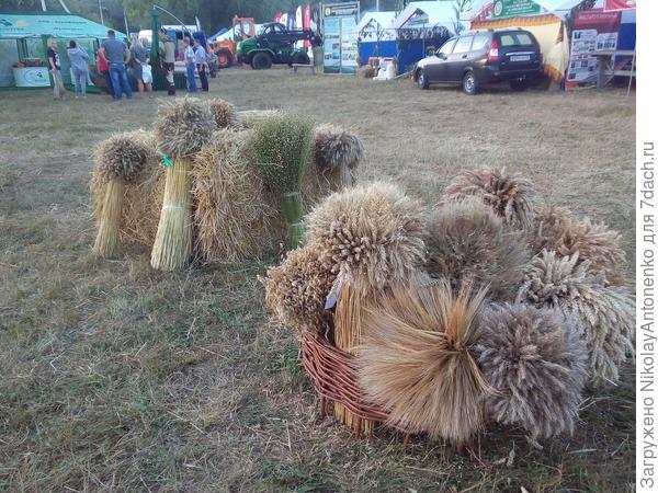 снопы злаковых растений