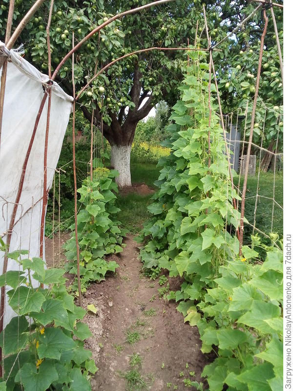 шпалеры с огурцами