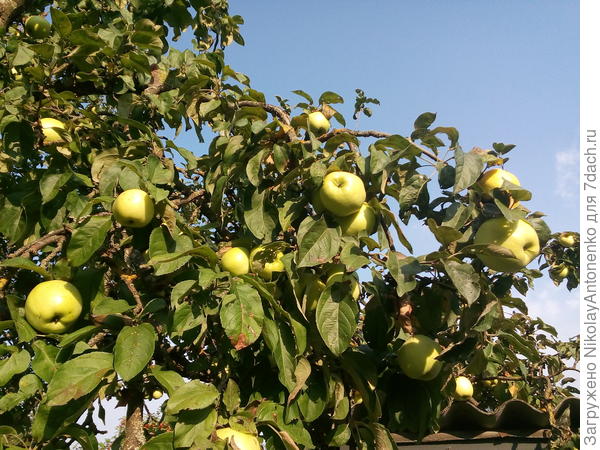 яблоки, небо в августе
