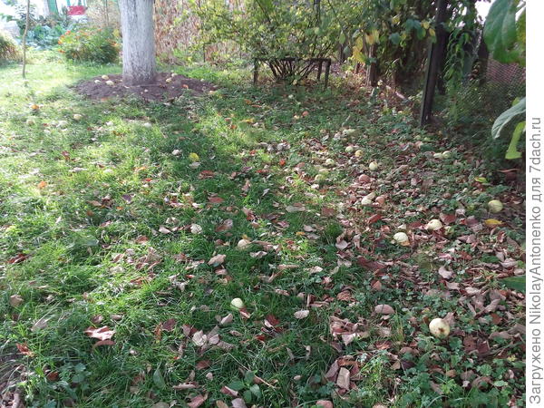 лужайка, листва, яблоки