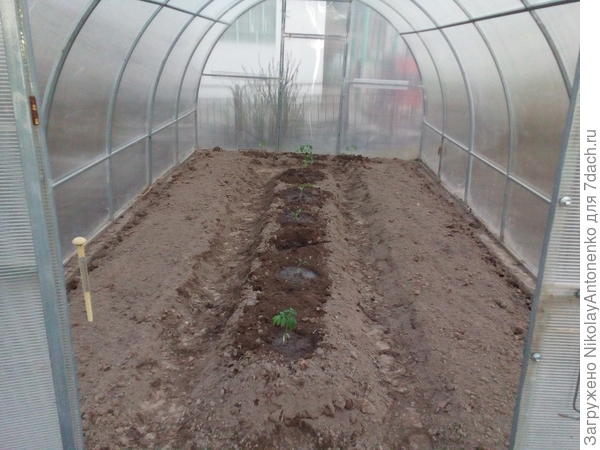 рассада помидор в теплице