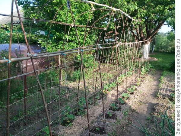 Шпалеры для огурцов