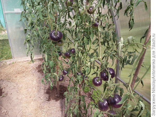 помидоры &quot;Сержант Пепперс&quot;