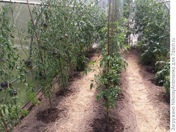 теплица изнутри