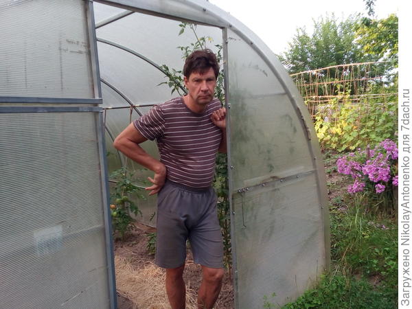 дачник в теплице