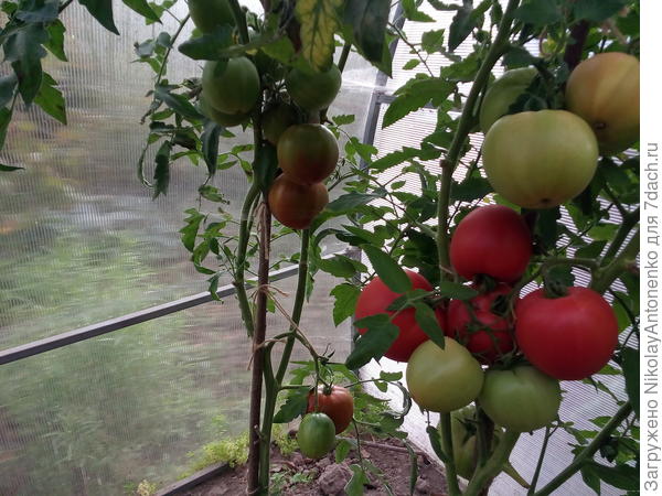 &quot;Малиновый Слон&quot;