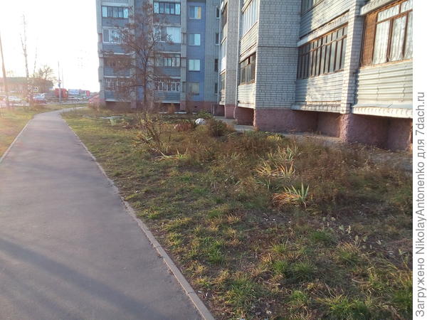 Газон, дорожка вдоль дома