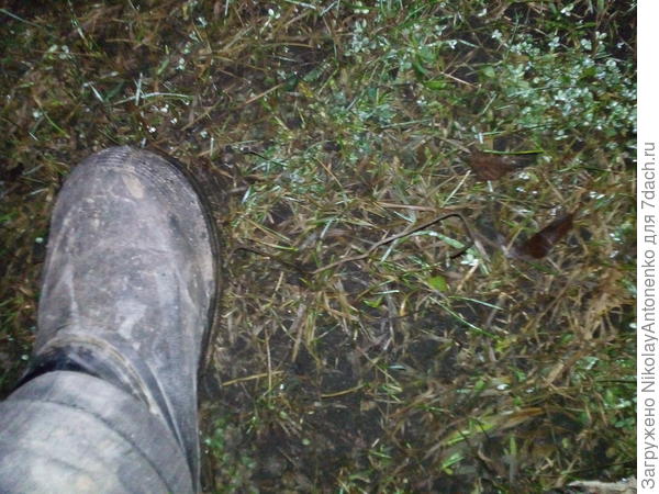 нога, проволока, газон