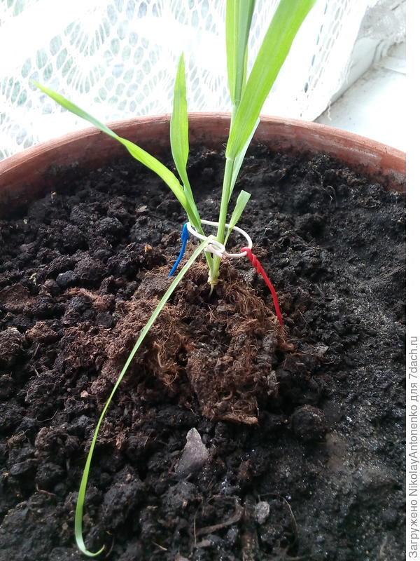 Финиковая пальма, с &quot;чёрной ножкой&quot;