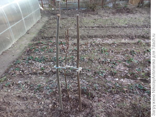 Саженец на участке