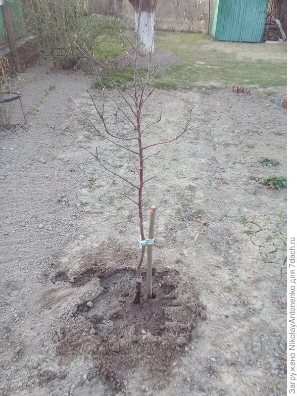 персиковое деревце