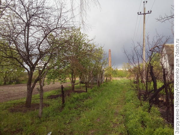 пожарище: справа от дороге соседский заброшенный участок, слева не распустившиеся яблони
