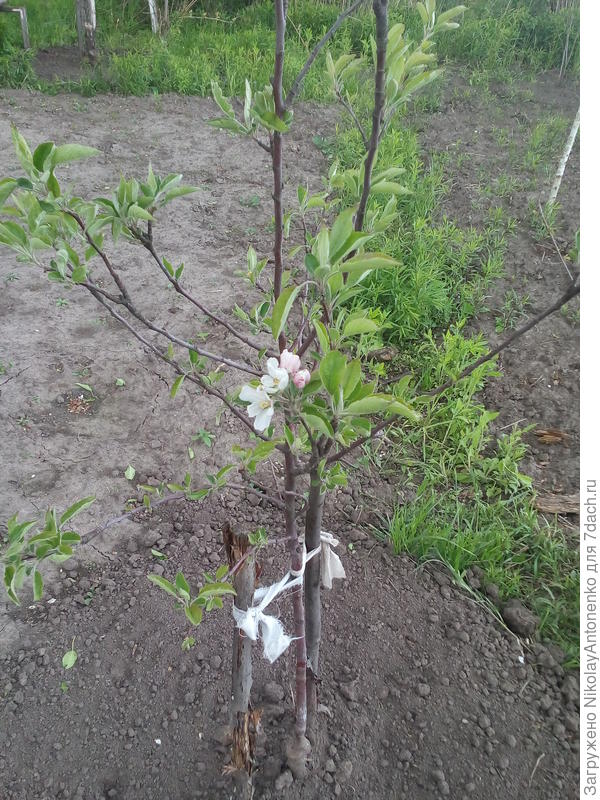 яблоневый цвет