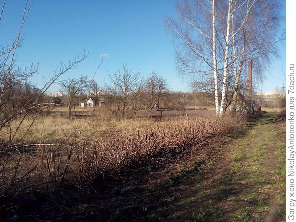 подстриженные кусты