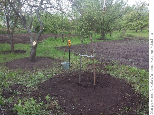 саженец груши