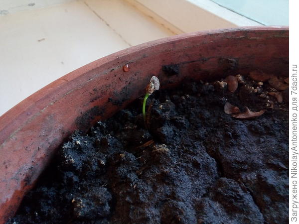 всход пихты