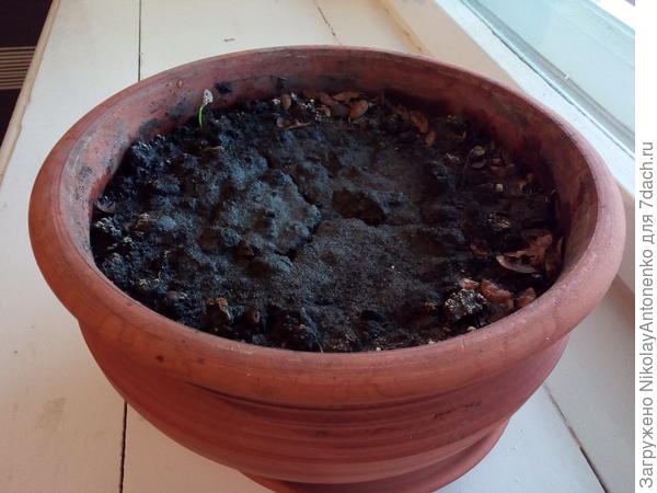 проросшее семечко