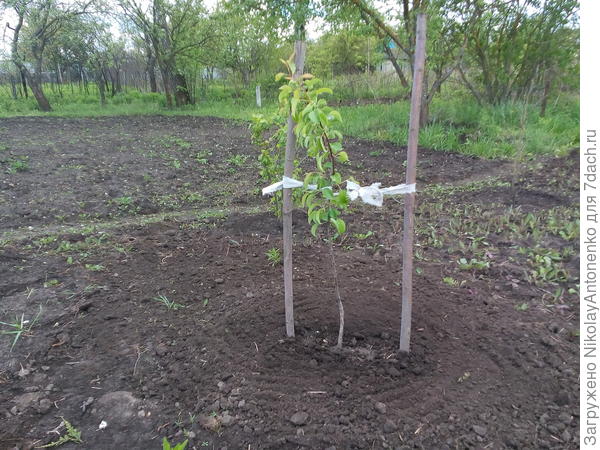 Весной деревце хорошо распустилось.