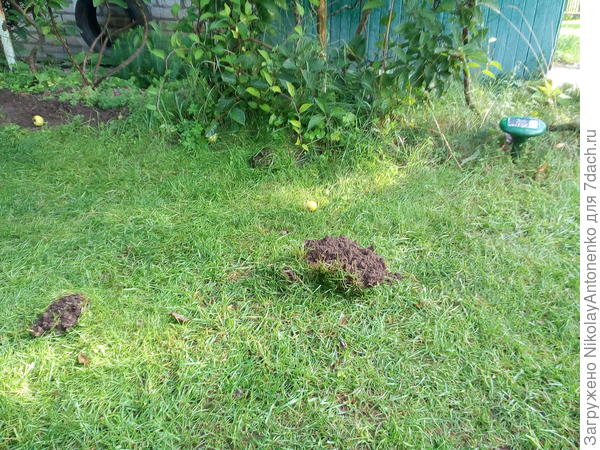 Кротовины рядом с отпугивателем кротов