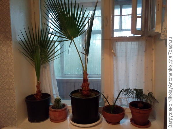 Пальма &quot;Вашингтония&quot; (маленькая), Эхинокактус Грузони, пальма &quot;Вашингтония&quot; (большая), пальма Финиковая, Цикас