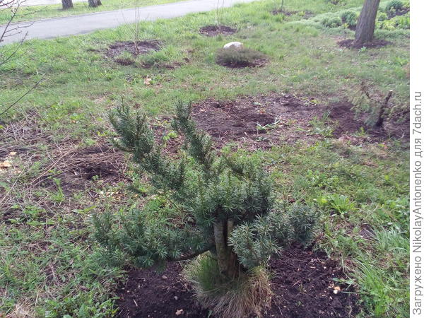 тис и высаженные кусты бирючины на заднем плпне