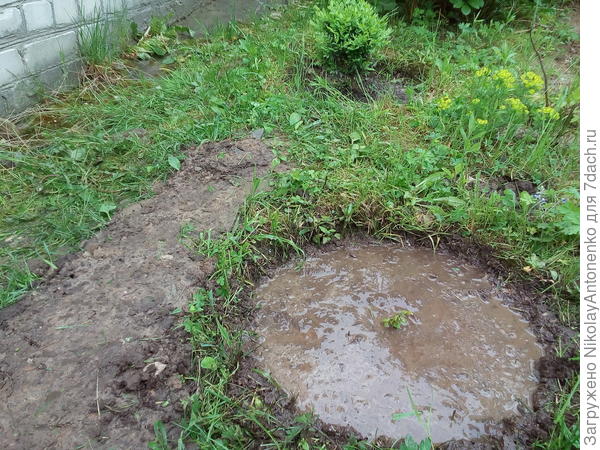 посадка растения