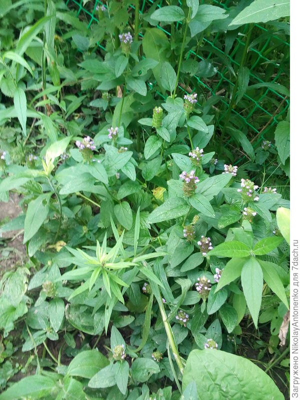 Неизвестная трава, агрессивно расползается по газону.