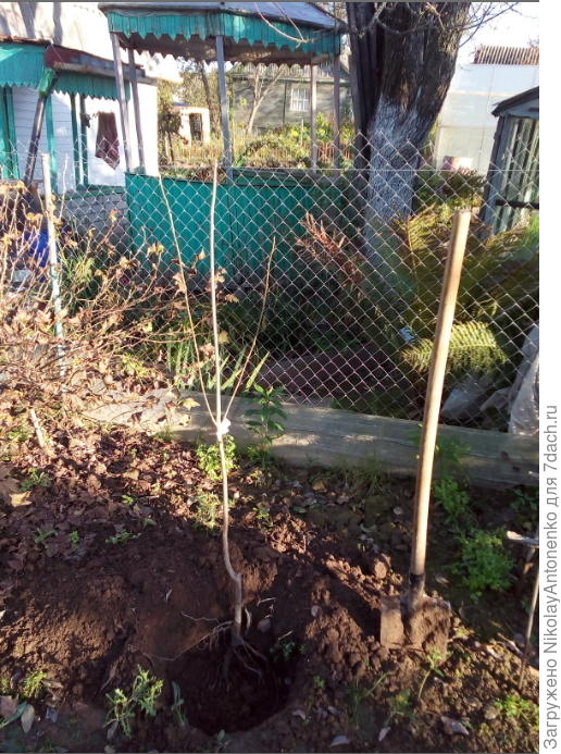 Саженец черешни "Темпорион"