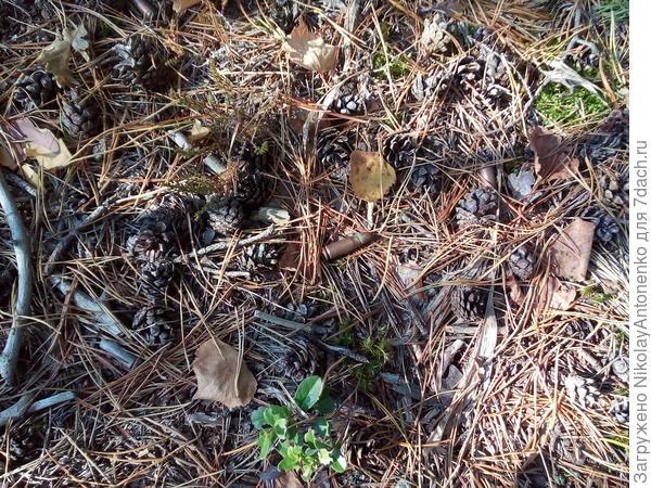 Патрон для Маузера C-96 (муляж)