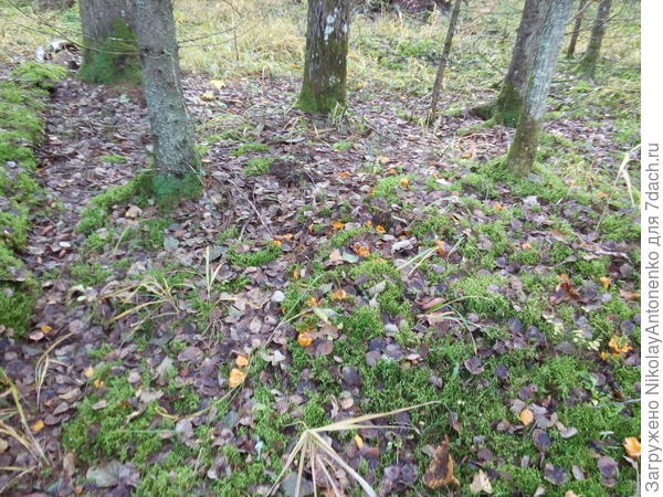 покрытый мхом бугорок