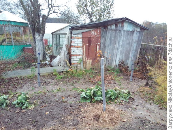 Груша &quot;Долисан&quot; с видом на соседский участок