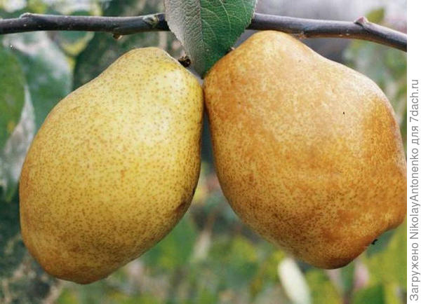 груши Дюшес