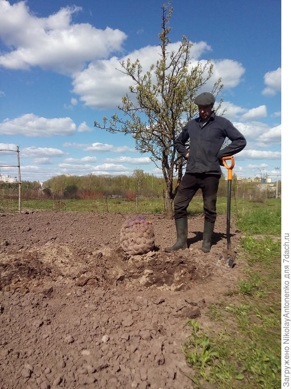 портрет с картошкой