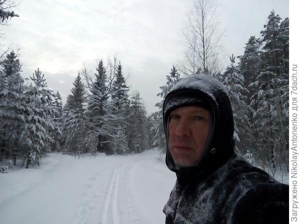 В зимнем лесу