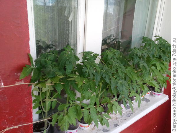 По дням наращивая потенциал рассада томилась в предвкушении сезона.