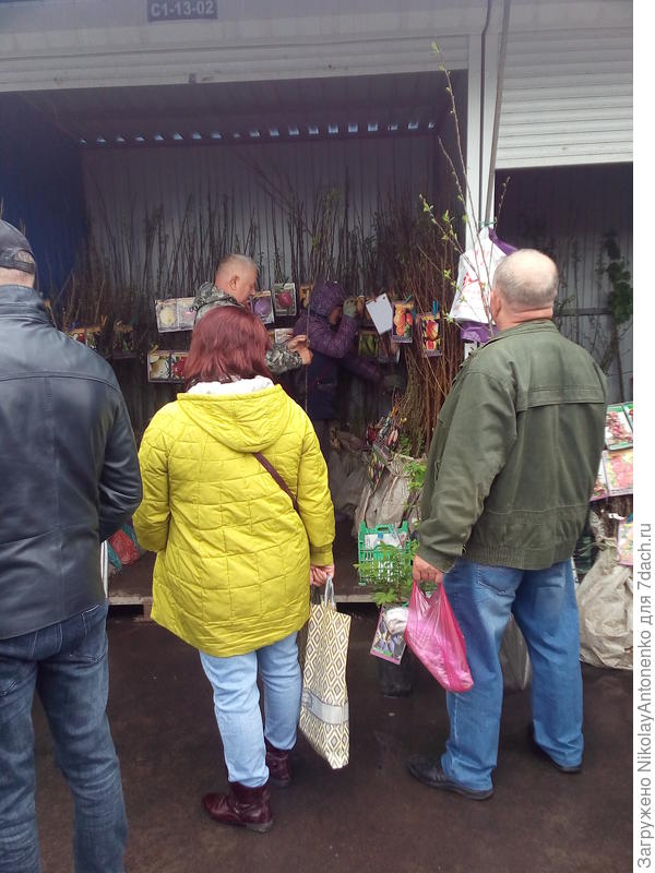 С тяжёлым сердцем отправился на рынок за саженцем.