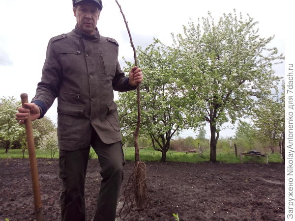 Высадил новый орех.